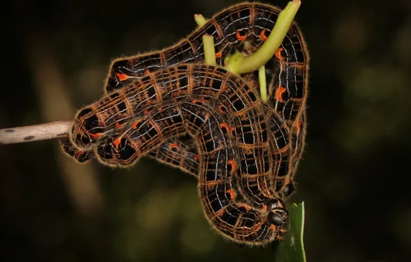 Nature, background, caterpillar