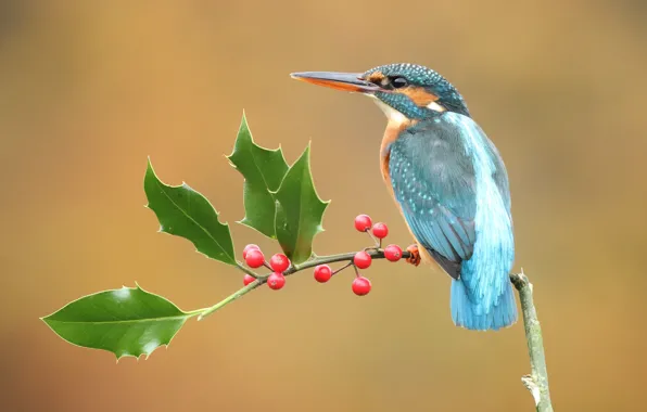 Look, leaves, berries, background, bird, branch, fruit, red