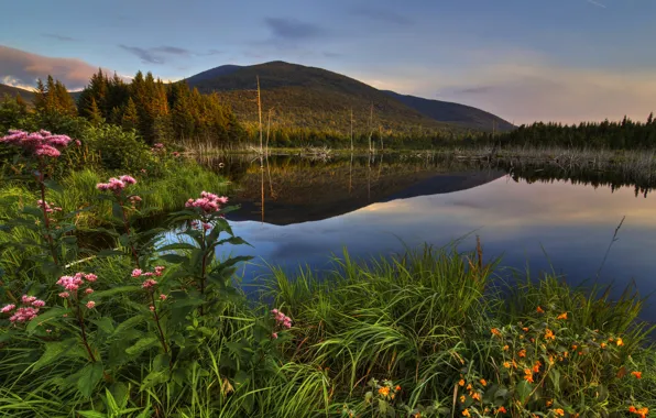 Forest, grass, trees, sunset, flowers, mountains, lake, Canada