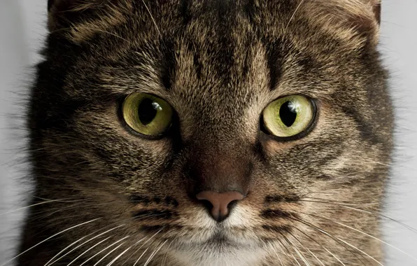 Cat, cat, look, pose, kitty, grey, portrait, face