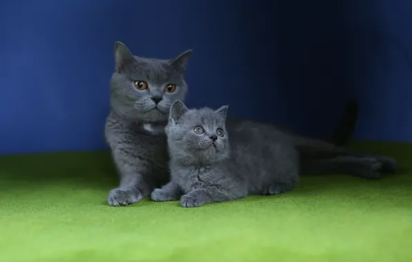 Cat, kitty, mom, blue background, British