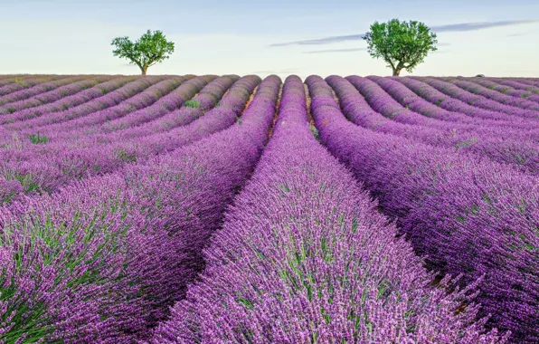Field, summer, the sky, trees, flowers, nature, France, a lot