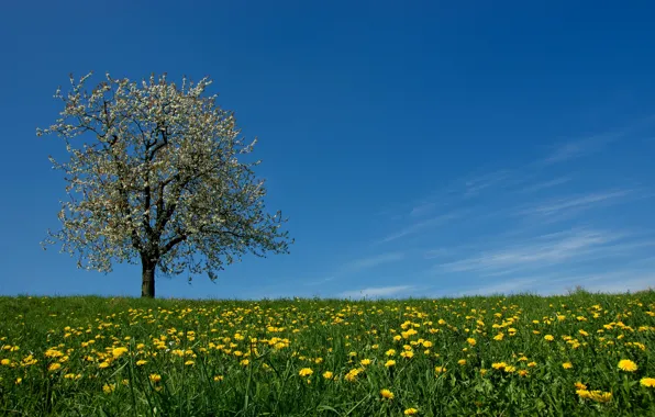 Picture the sky, grass, flowers, tree, spring, meadow, dandelions