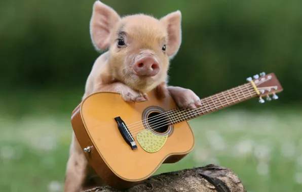 Picture guitar, guitarist, pig