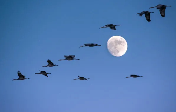 The sky, birds, the moon
