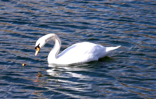 WATER, WHITE, RUFFLE, BIRD, SWAN