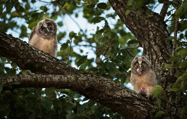 Birds, tree, owls, owlets, two owl