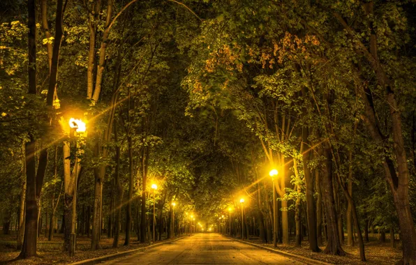 Trees, night, lights, Park, lights, Moscow, Russia, alley