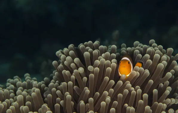 Picture eyes, fish, the bottom of the sea, marine life, sea anemones