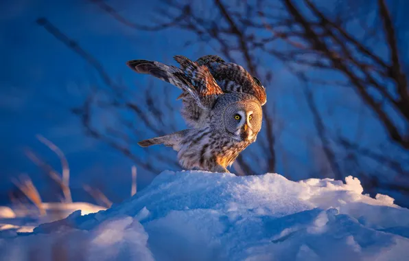 Winter, look, light, snow, branches, nature, pose, owl