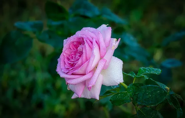 Flower, leaves, drops, macro, the dark background, pink, rose