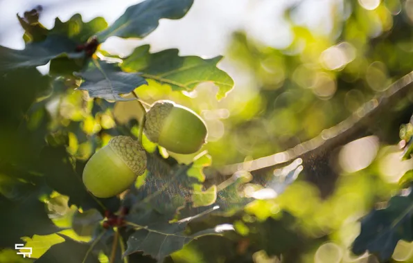 Picture leaves, the sun, light, close-up, glare, foliage, blur, branch, fruit, green, acorns