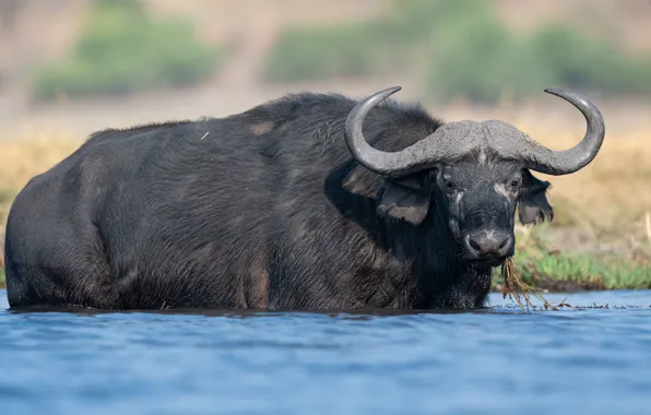 Look, face, river, shore, bathing, horns, pond, bull