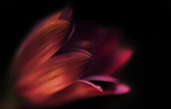 Flowers, nature, plant, petals