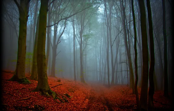 Autumn, forest, nature, magic, haze