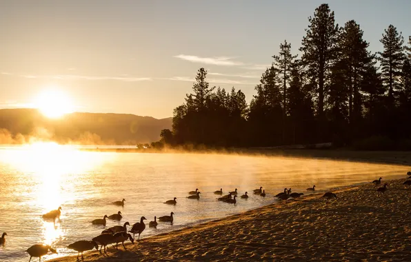Picture landscape, nature, fog, lake, duck, morning