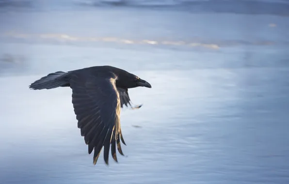 Picture flight, background, bird, crow