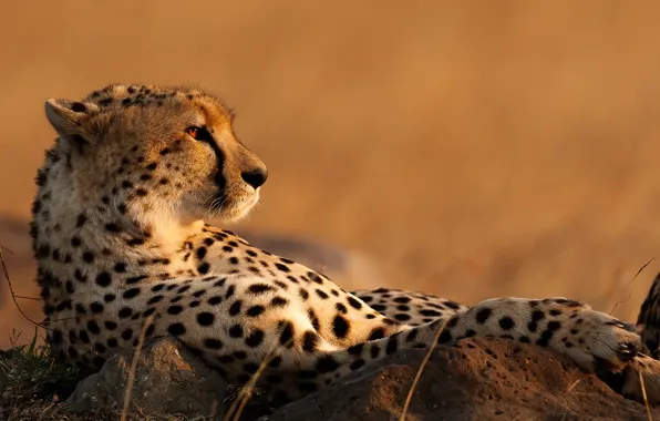 Background, relax, Cheetah, wild cat