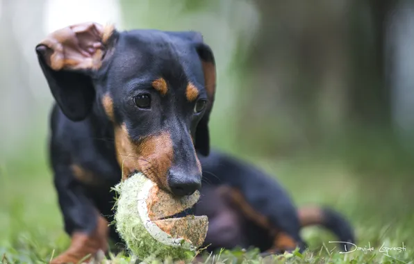 Picture grass, eyes, look, face, ball, dog, Dachshund