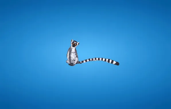 Minimalism, tail, lemur, striped, blue background, lemur