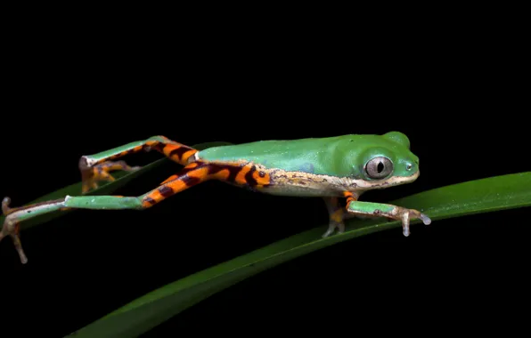 Look, pose, jump, leaf, frog, legs, black background, green