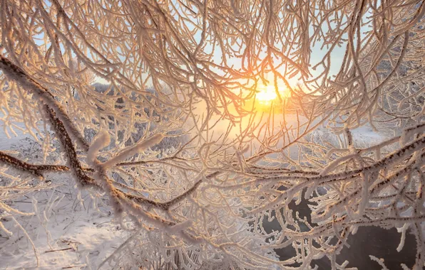 Picture winter, frost, branches, river, dawn, morning, Saint Petersburg, Russia