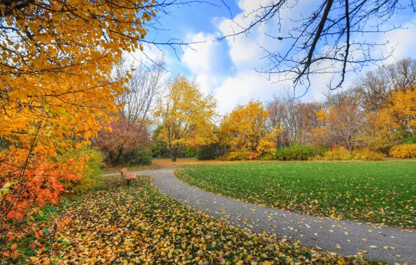 Autumn, the sky, grass, trees, Park, track, bench