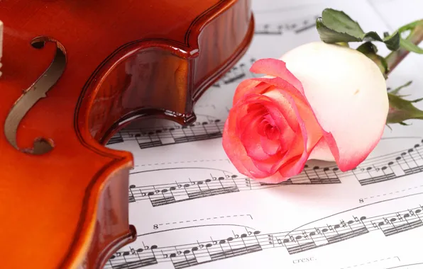 Picture flowers, close-up, notes, violin, roses, bokeh