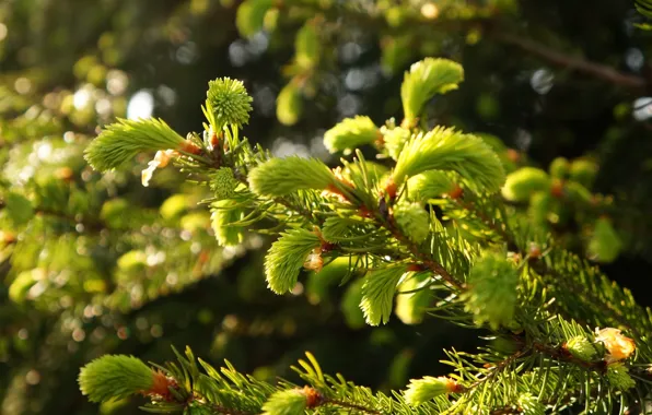 Green, pine, twig