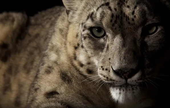 Picture eyes, look, IRBIS, snow leopard, wild cat