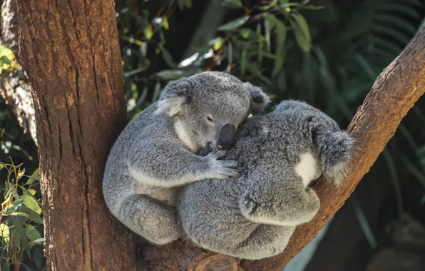 Leaves, branches, nature, pose, stay, together, sleep, a couple