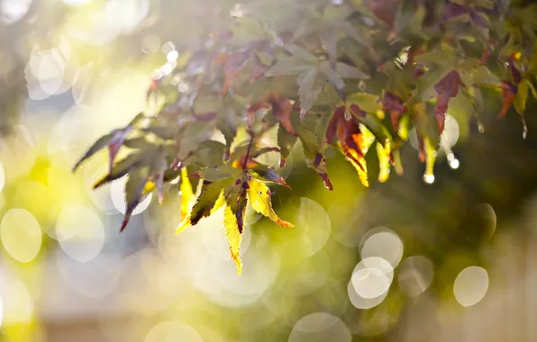 Leaves, nature, background