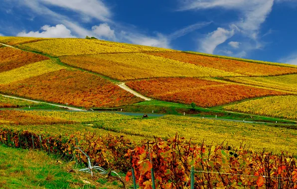 Picture autumn, the sky, field, vinogradniki