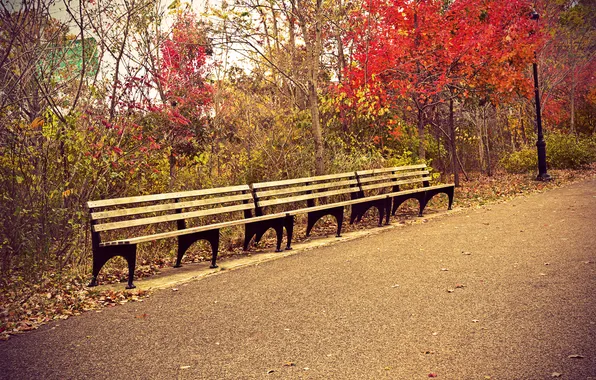 Leaves, trees, Park, the way, benches
