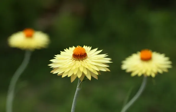 Flowers, stems, petals, Bud, flowers, petals, bud, stalks
