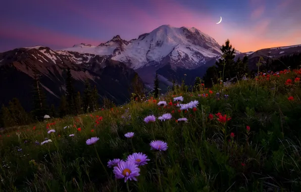 The sky, flowers, mountains, the evening, meadow, Doug Shearer, mount Rainier