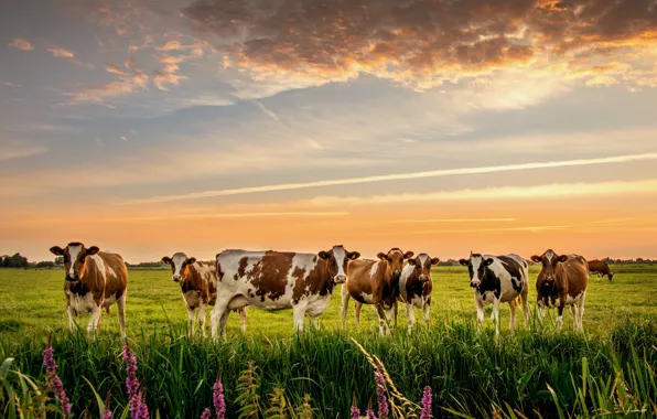Picture nature, cows, meadow, the herd