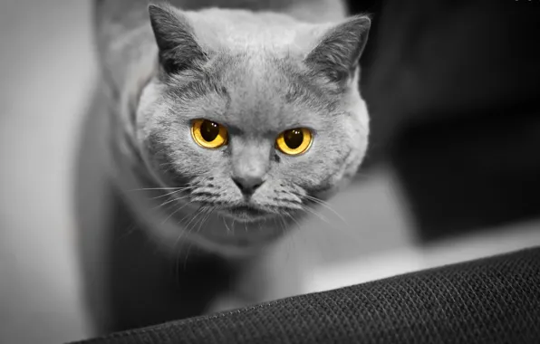 Cat, eyes, background