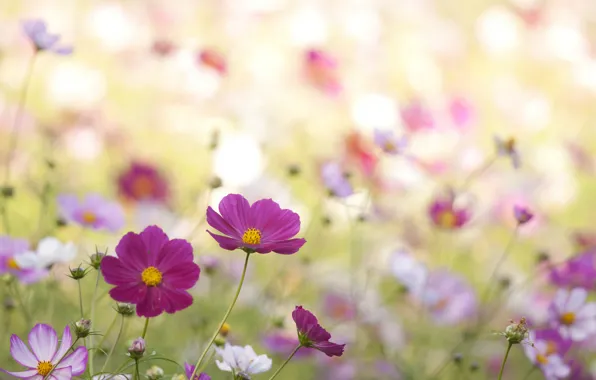 Field, macro, flowers, petals, blur, pink, white, raspberry