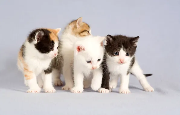 Portrait, four, kittens