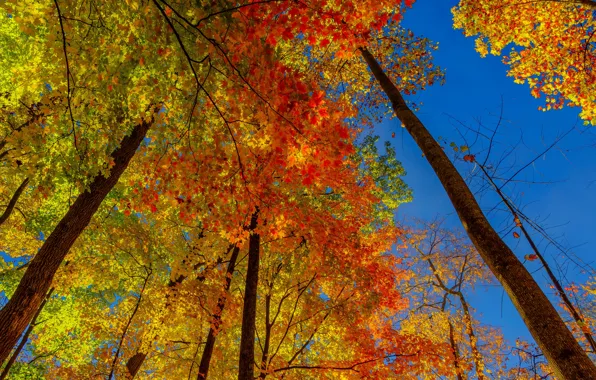 Picture autumn, forest, trees, nature, foliage