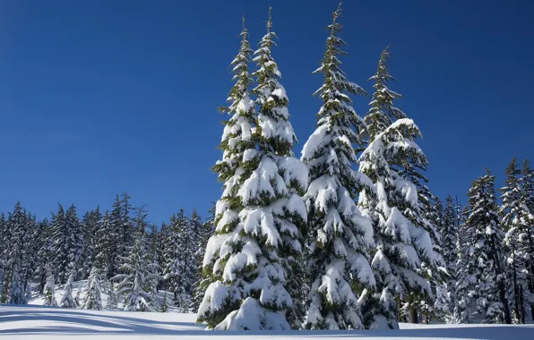 Winter, forest, the sky, the sun, snow, trees, the snow