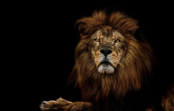 Picture look, face, portrait, Leo, lies, black background