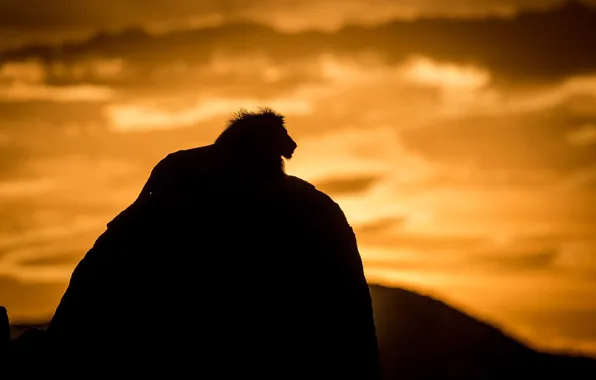 Picture cat, nature, shadow, predator, Leo, silhouette, the king of beasts, beast