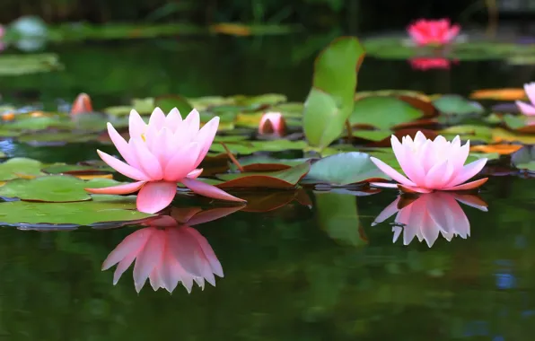 Picture pond, background, water lilies, water Lily