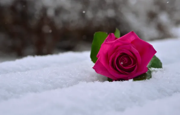 Picture macro, snow, rose, rose in the snow