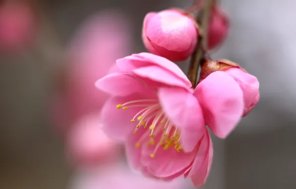 Pink flowers, blurred background, Sakura