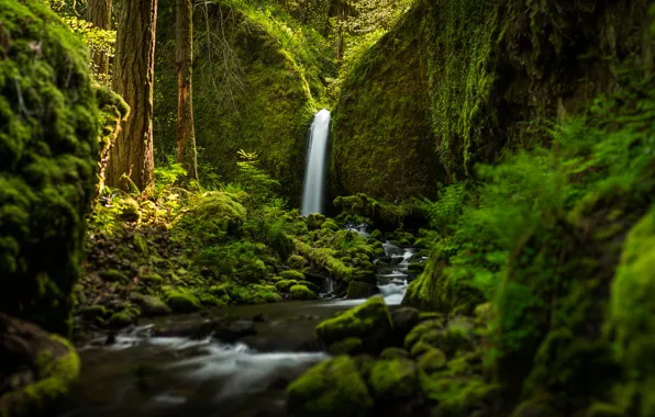 Picture forest, waterfall, river, Oregon, Ruckel Creek Falls