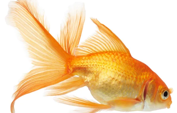White, background, fish, fish, gold