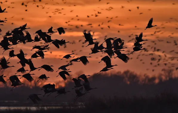 NATURE, The SKY, WINGS, FLIGHT, POND, PACK, BIRDS, SILHOUETTES